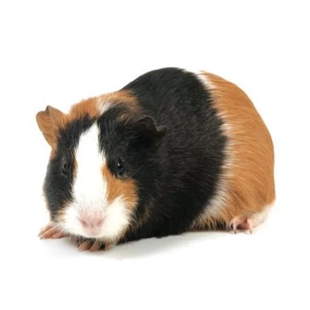 Cuy / Cobayos guinea pig